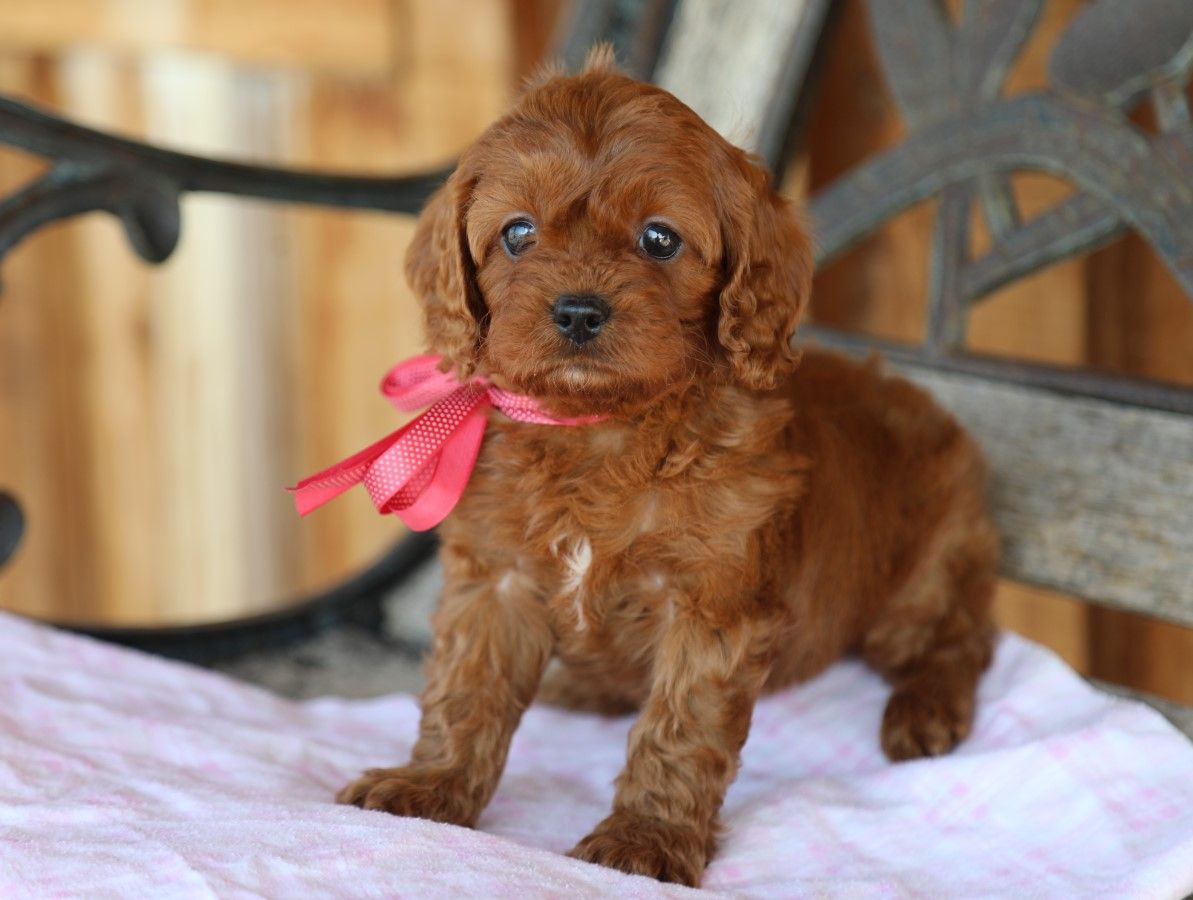  Indy • click to meet