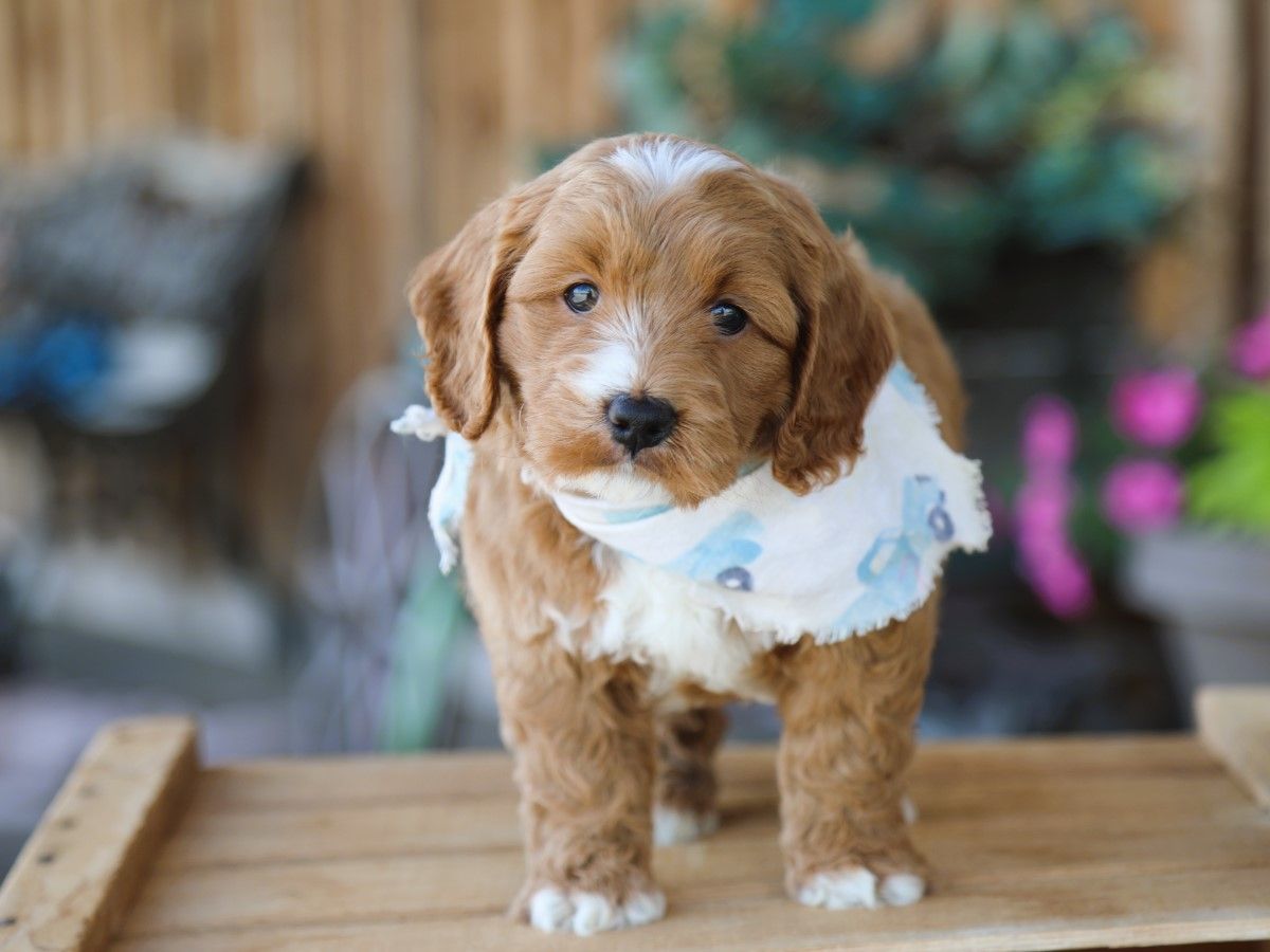 Truffle (3).JPG