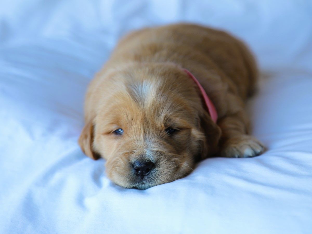 Ruby (2).JPG