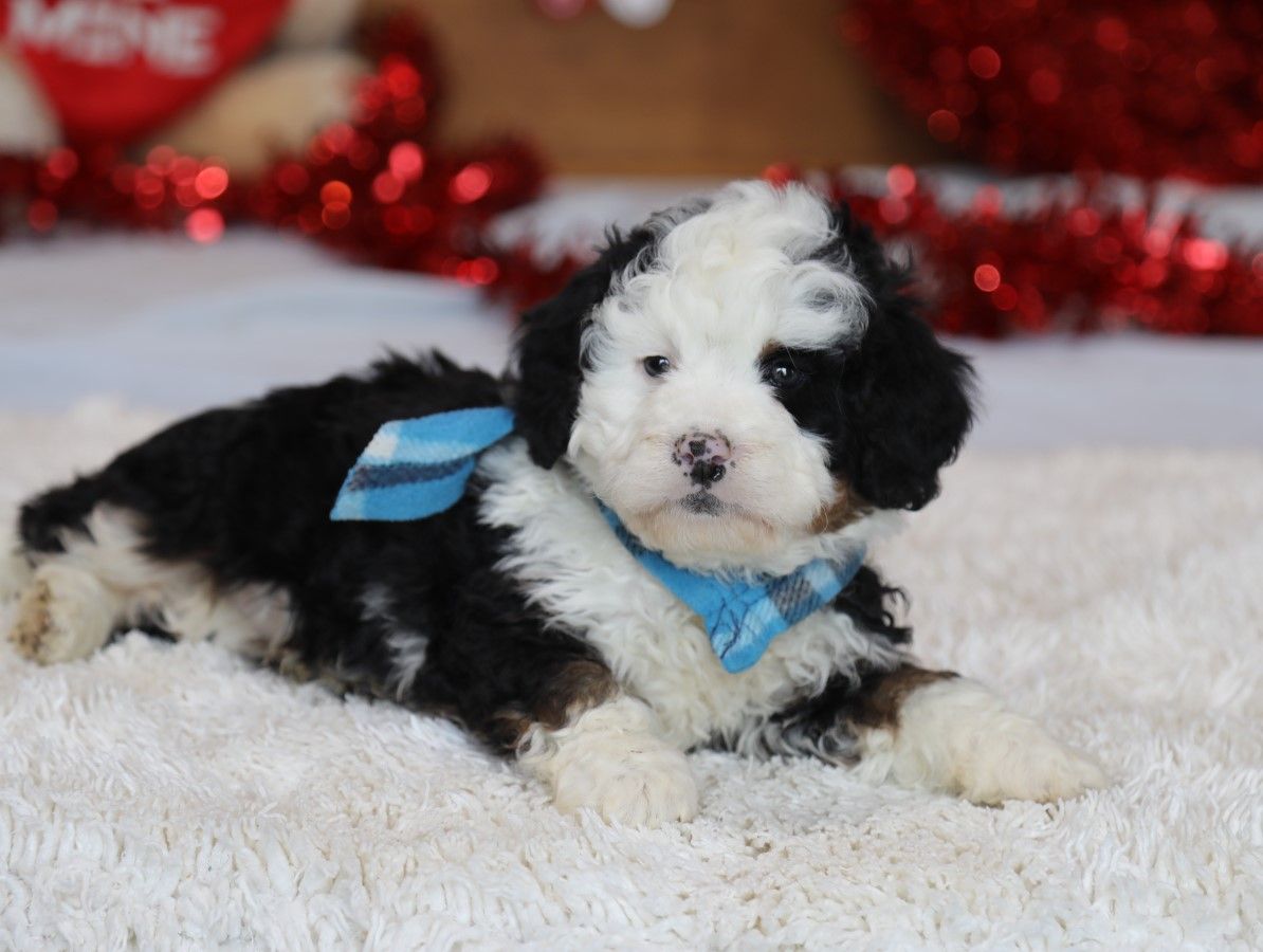 Baxter' (4).JPG