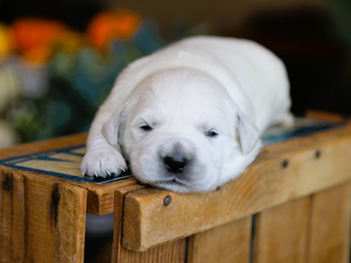 Dasher • Click to meet