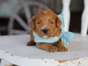 Duke • click to meet