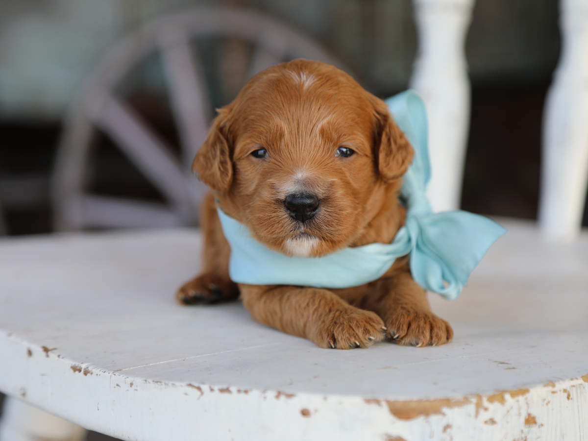 Duke • click to meet