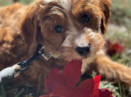 Alexandria VA AUTUMN • HOMED