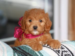  Felicity • click to meet