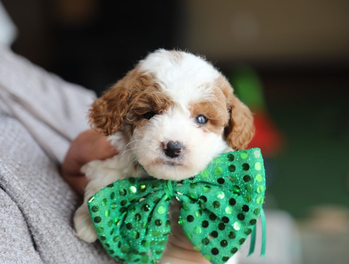 Sarge - click to meet