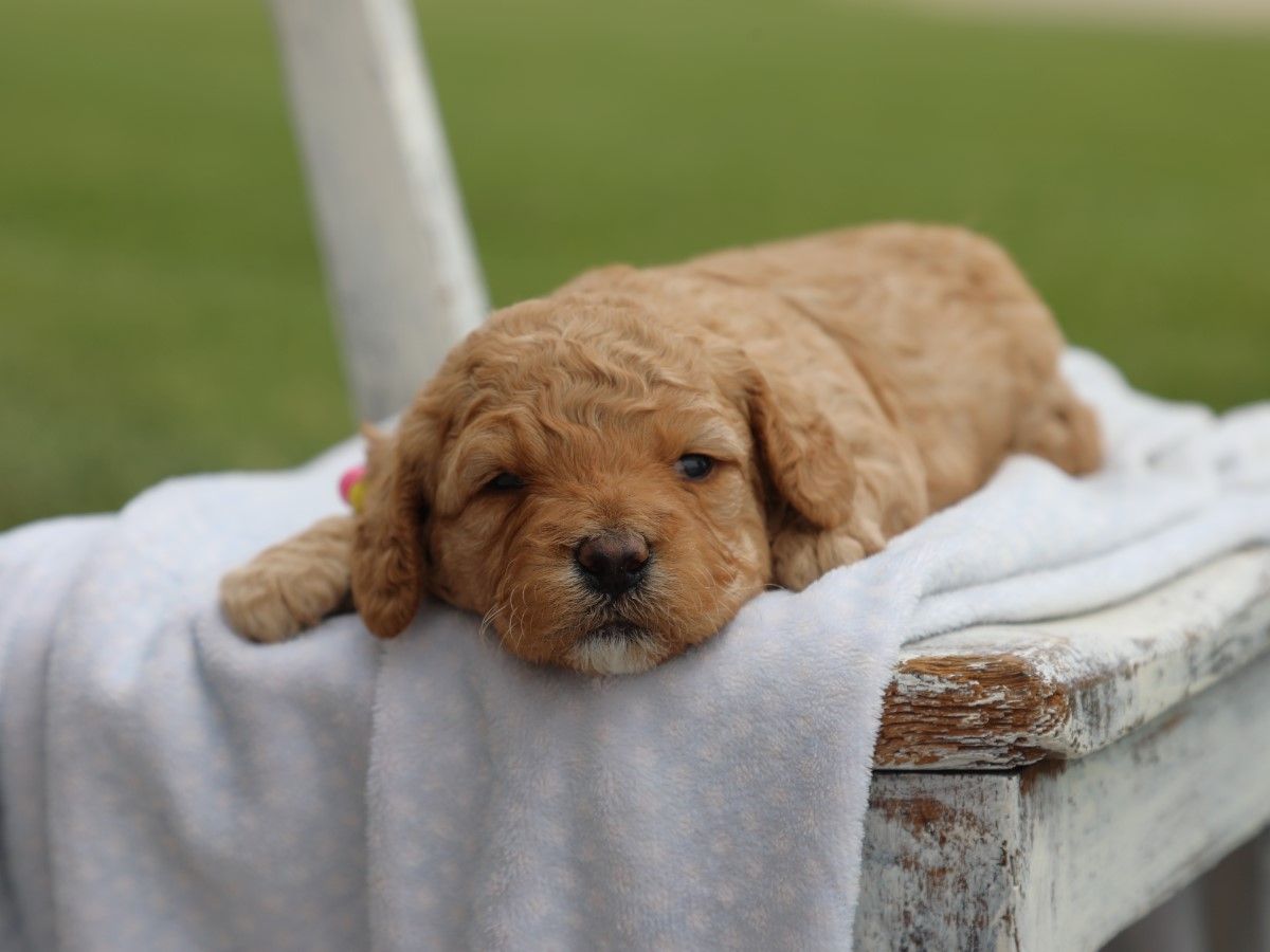 Flossie (1).JPG