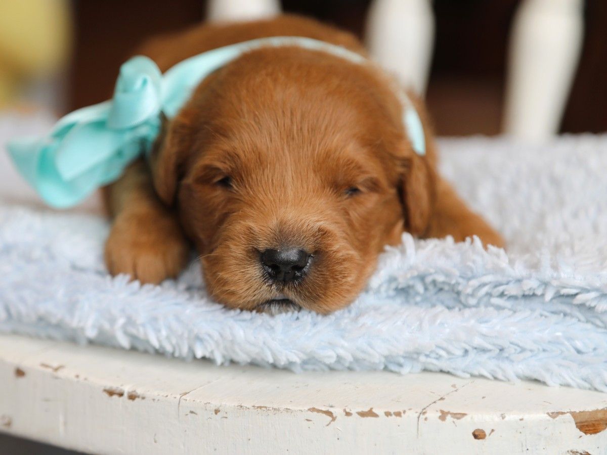Sawyer (1) (1).JPG