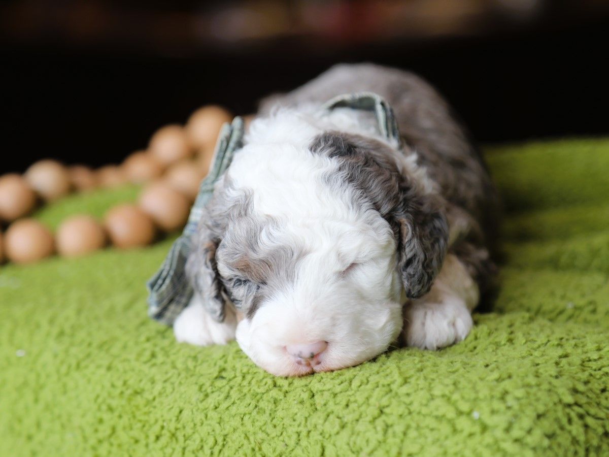 Boba • Click to Meet