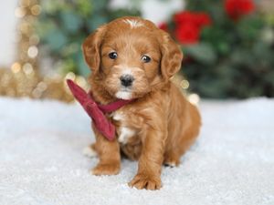 Suki • click to meet