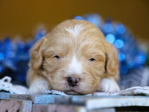 Cheer  • click to meet