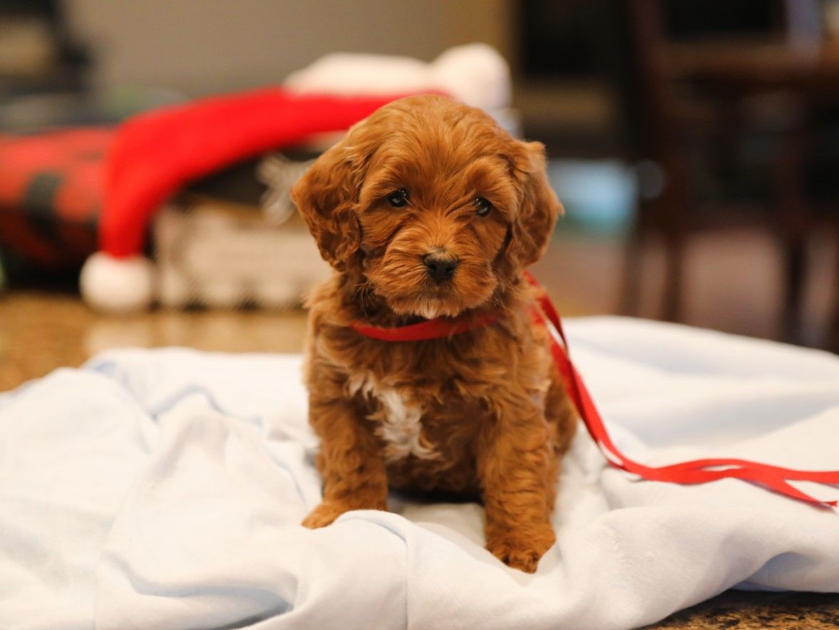  Blitzen • click to meet