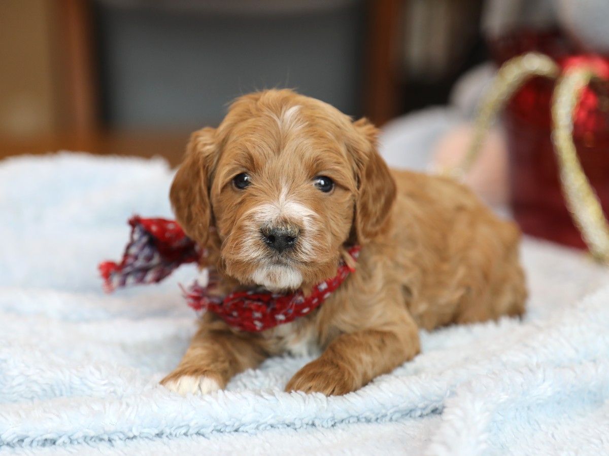 Coby • click to meet