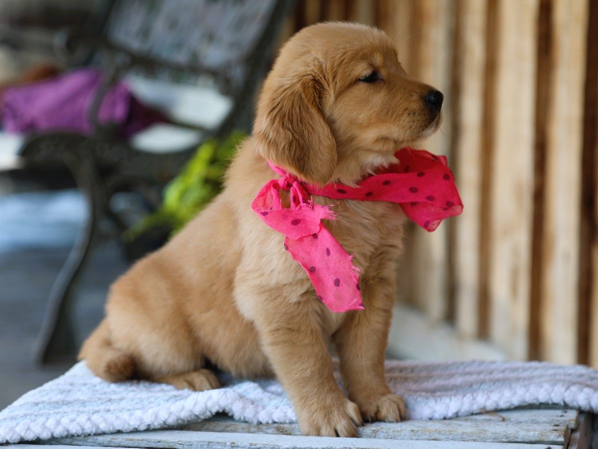 sugar (4).JPG