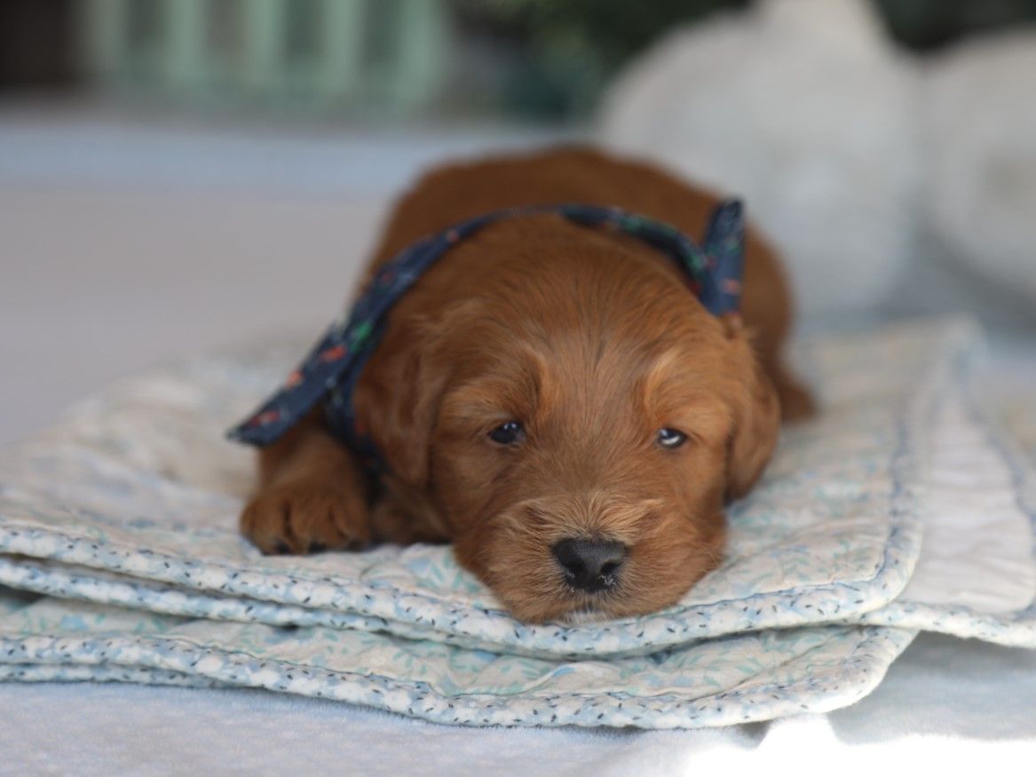 Truffle (3).JPG
