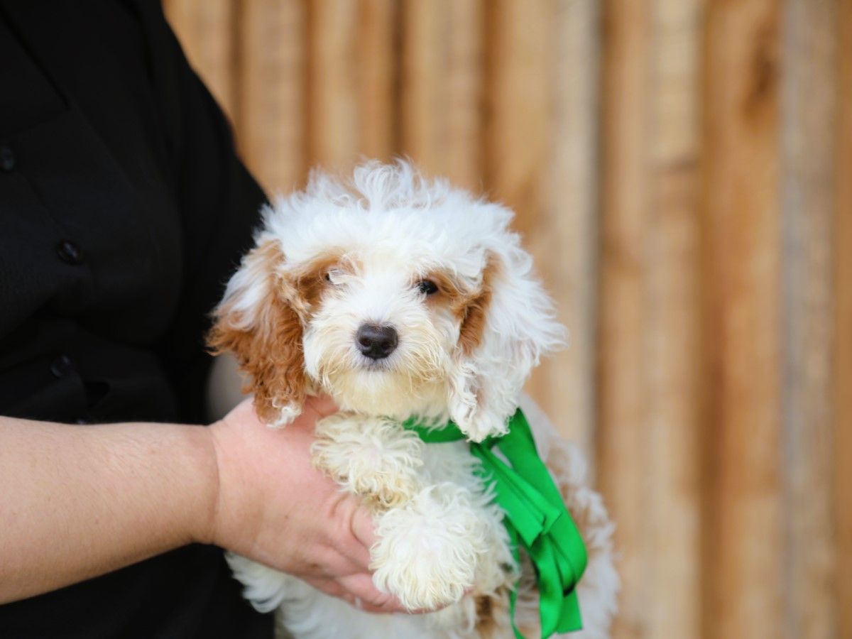 biscuit (2).JPG
