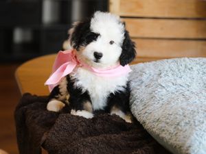 Isabella • Click to Meet