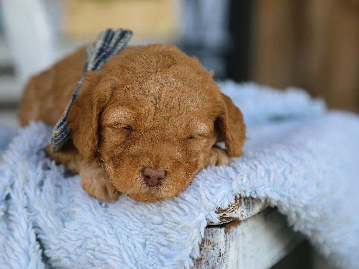 Tucker (3).JPG