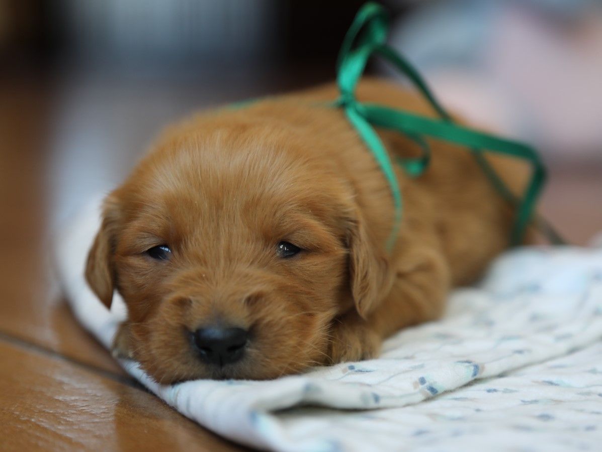 Archer - Click to meet