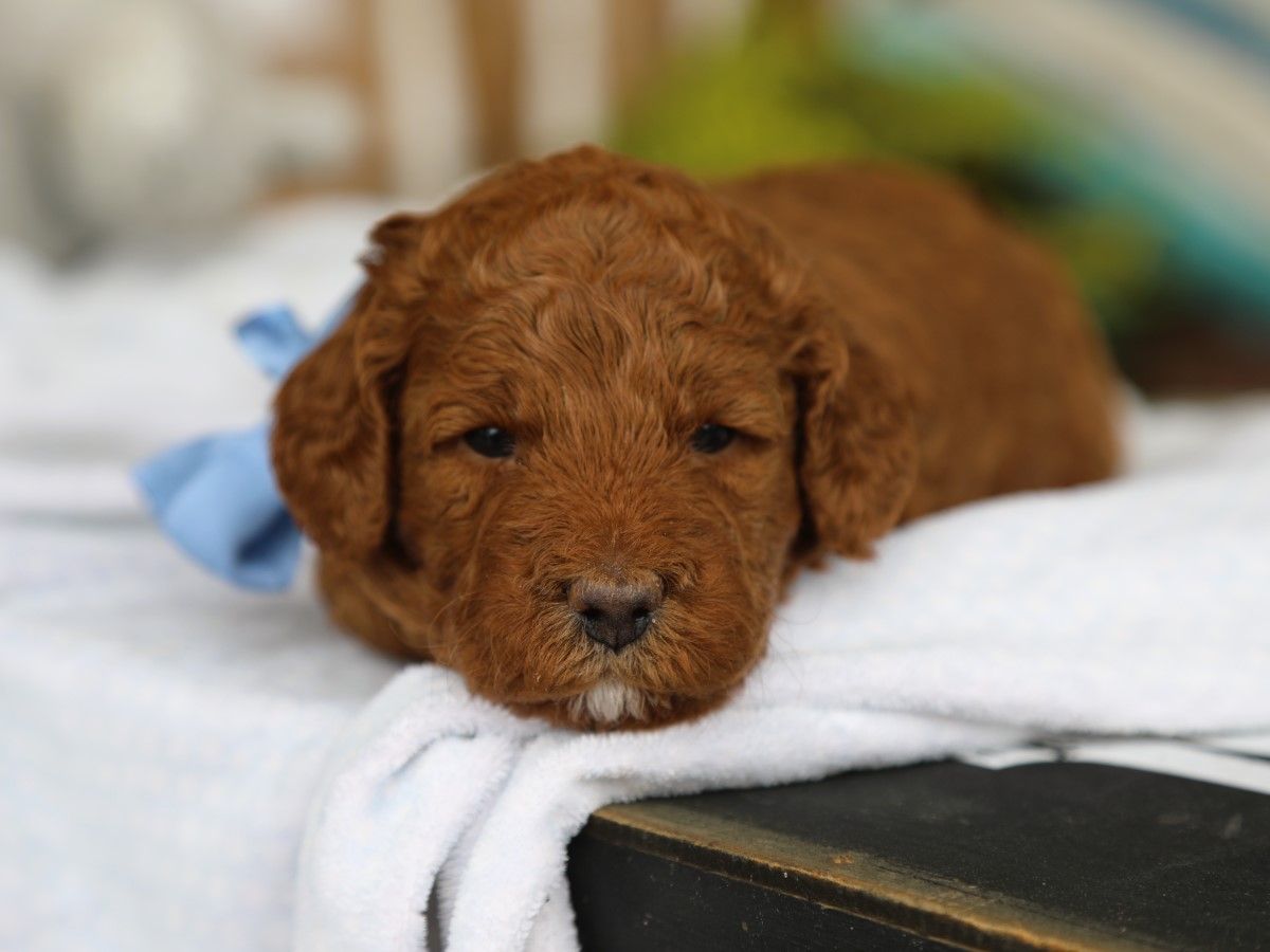Bentley (3).JPG