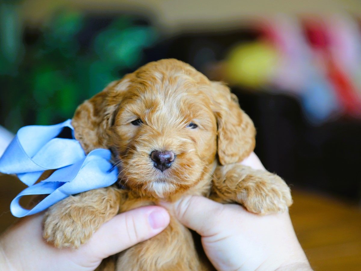 teddy (4).JPG