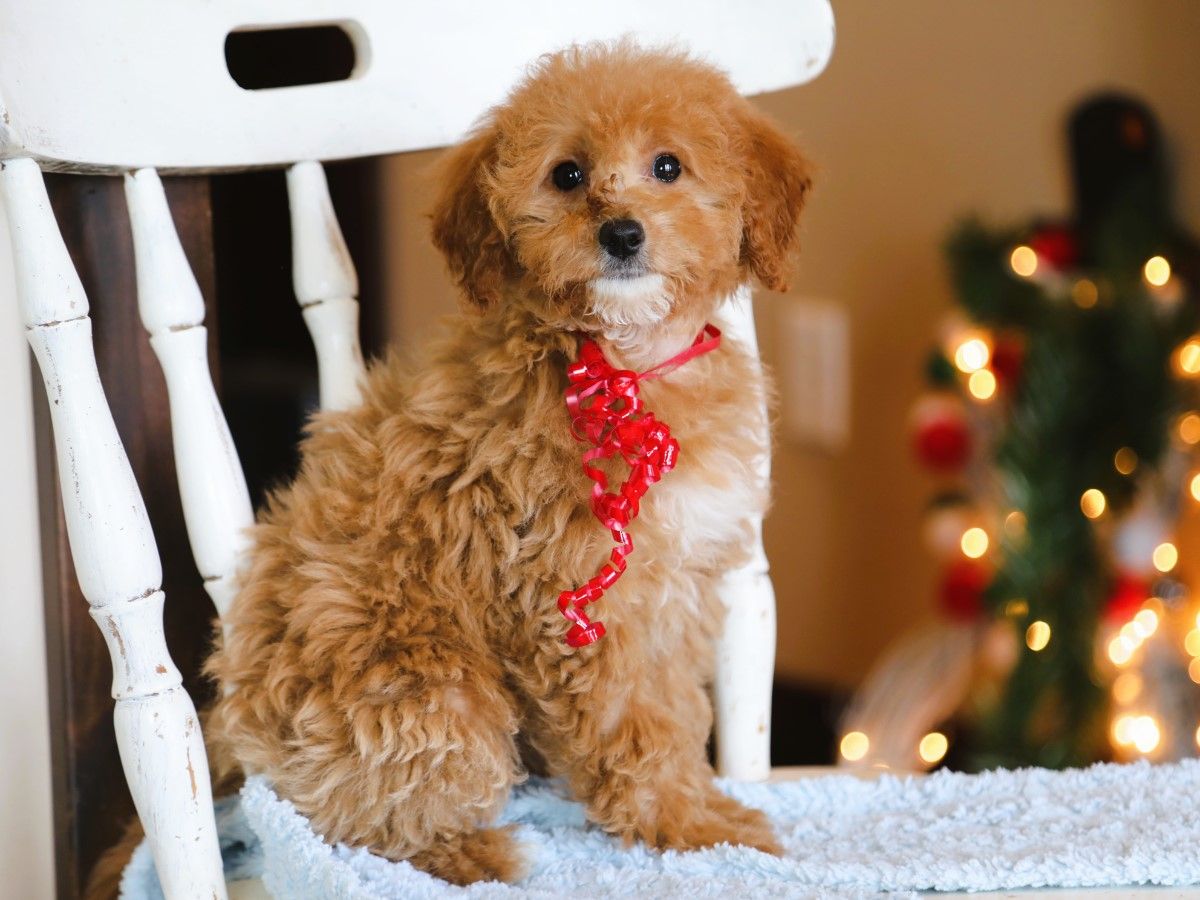 Maggy (4).JPG