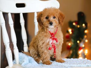  Maggy • click to meet