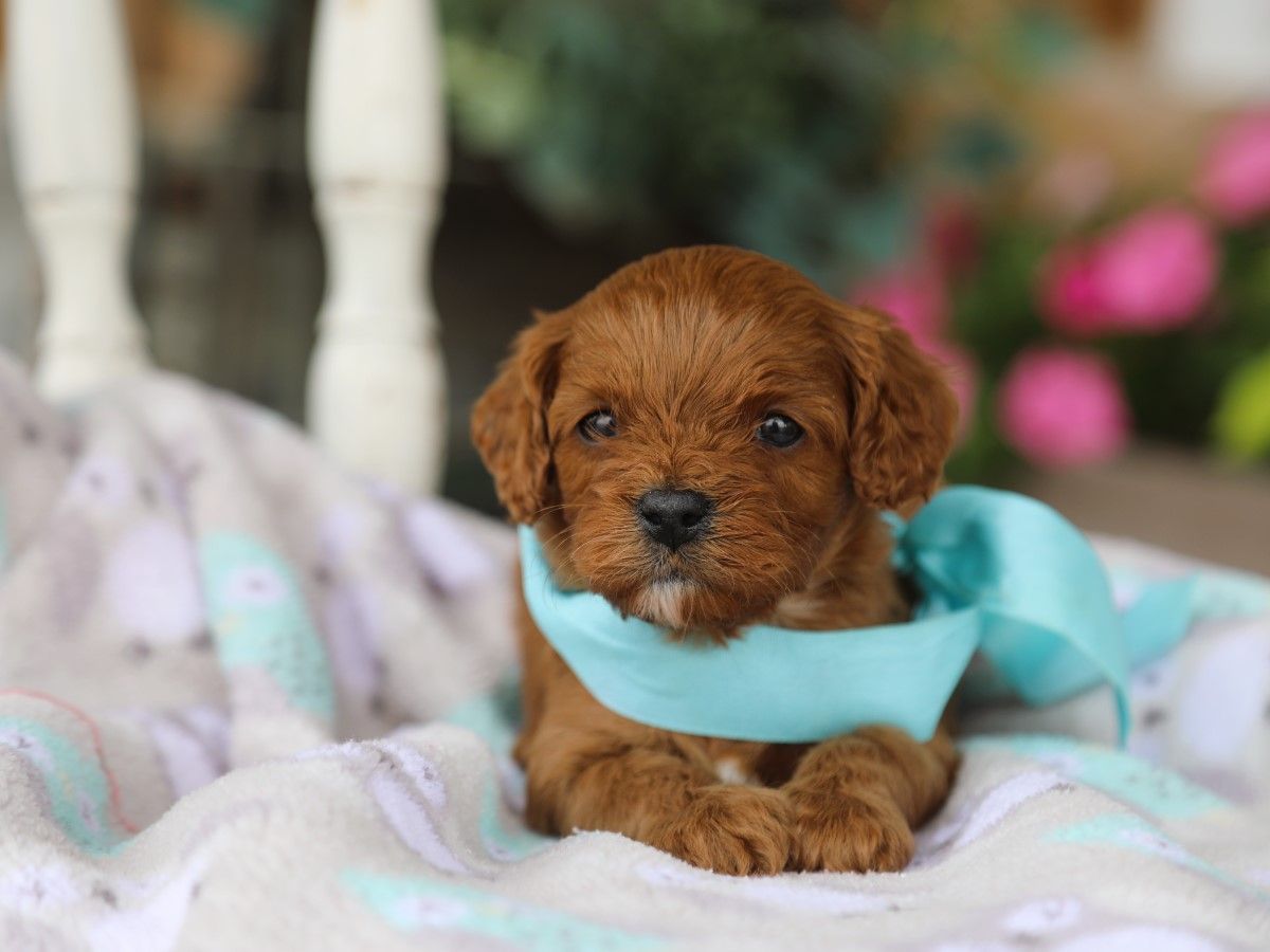 Charlie (1).JPG