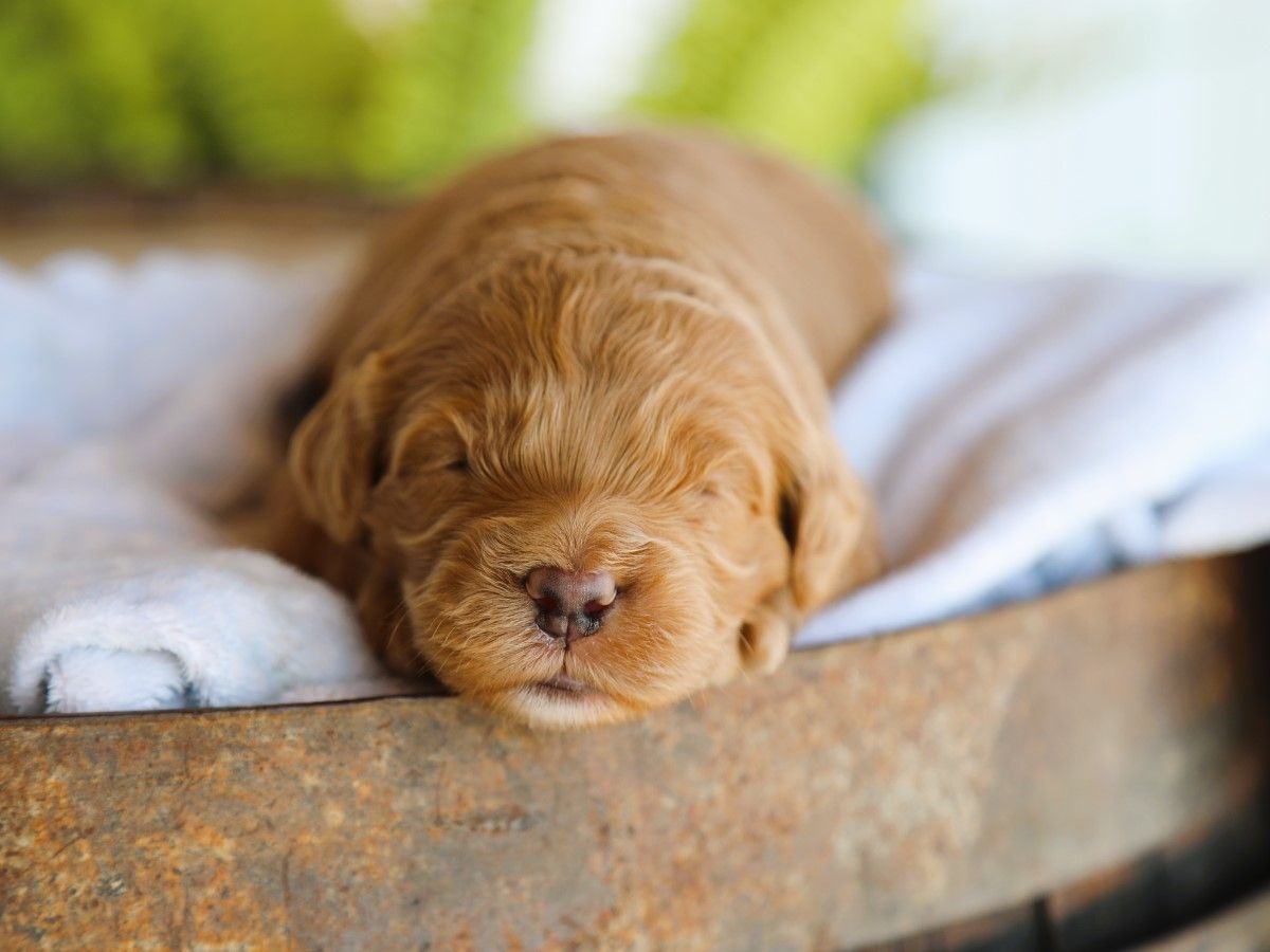 Teddy (2).JPG
