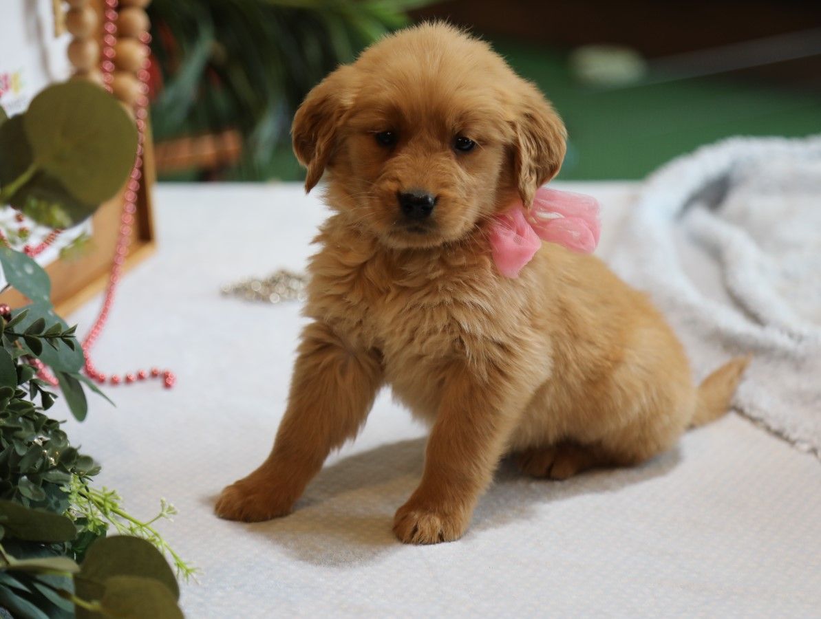  Flora - Click to meet