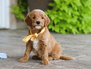 Lincoln  • click to meet