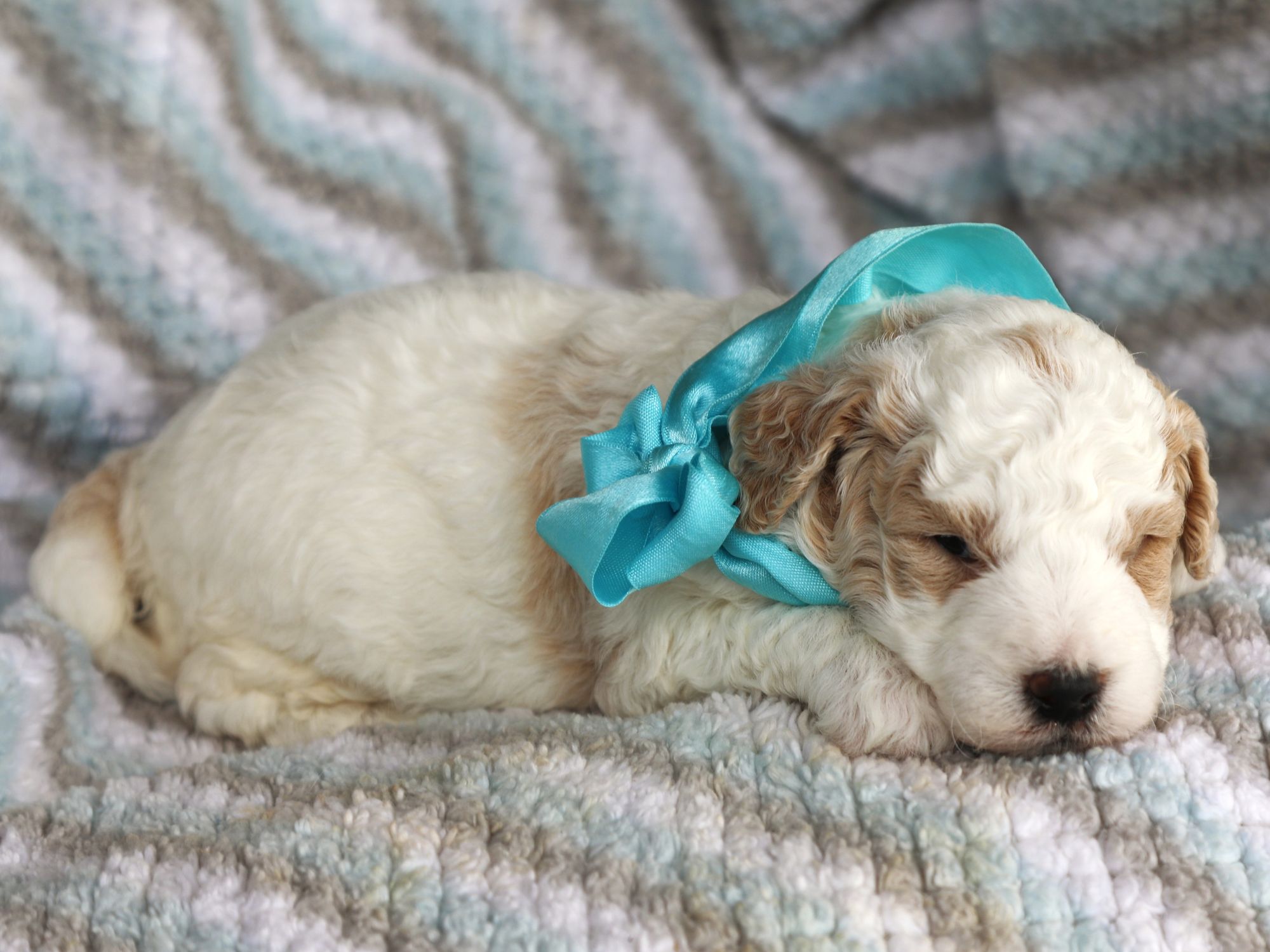 Charles • click to meet