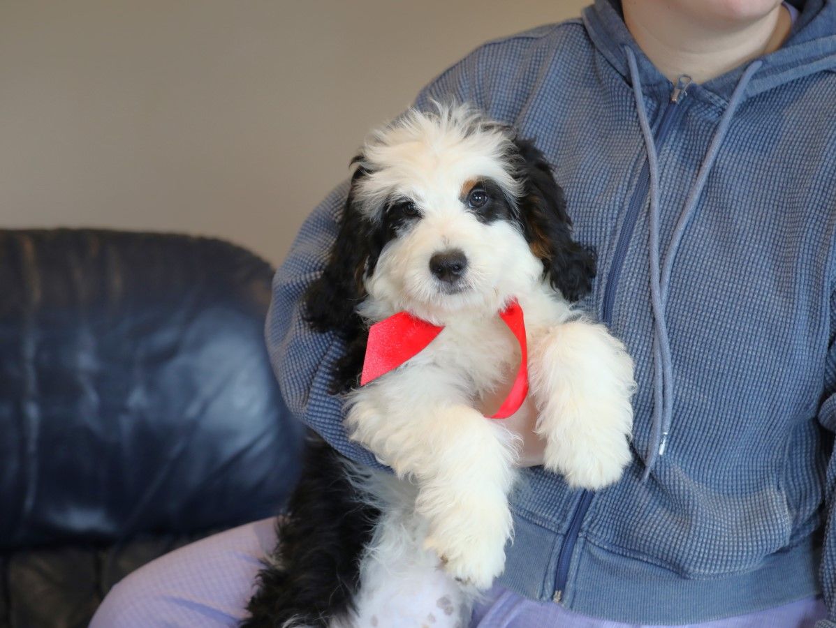  Palmer - click to meet