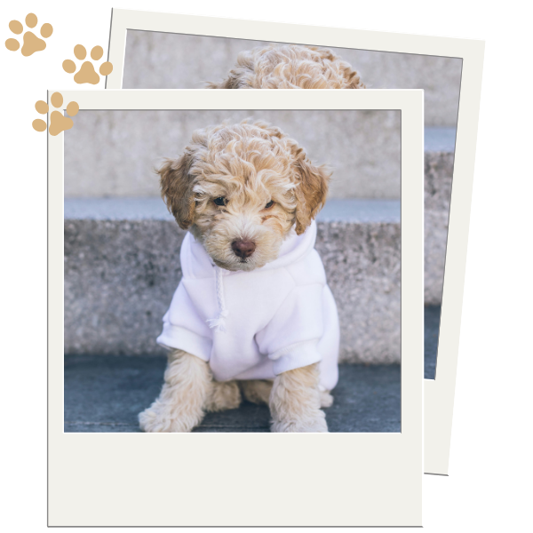 cavapoo with white jacket on