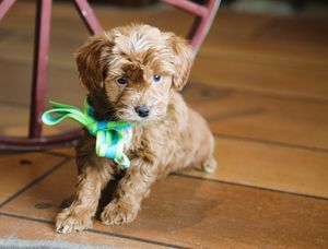  Wade • click to meet