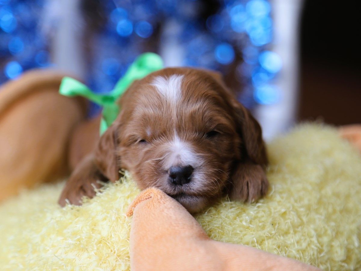 banjo (2).JPG