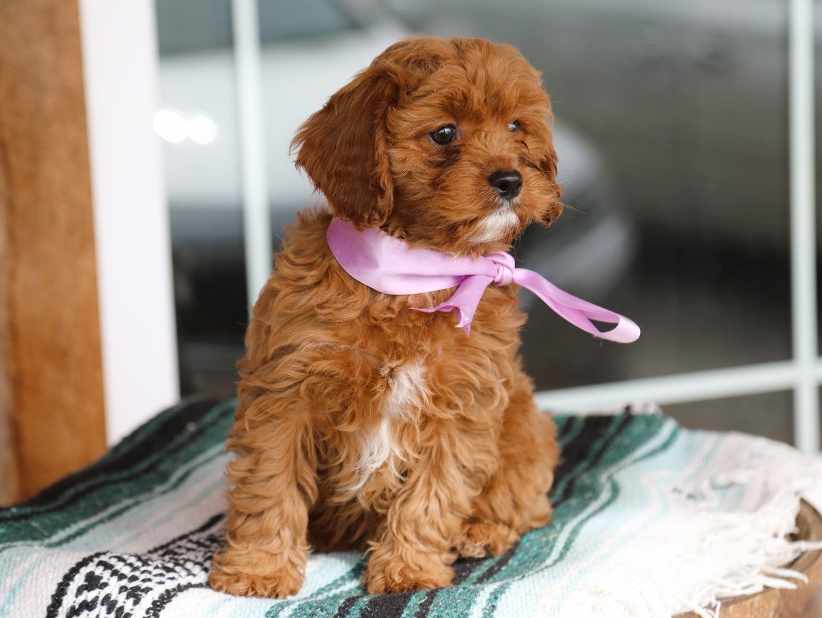 sweet pea (3).JPG