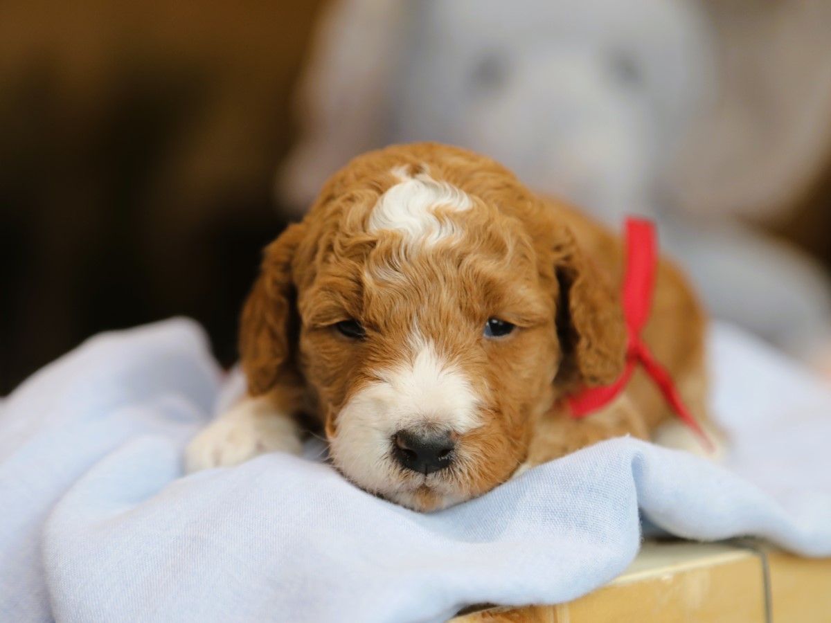 Beverly • click to meet