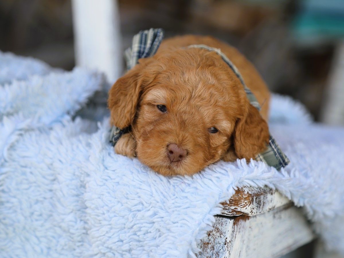 Tucker • click to meet