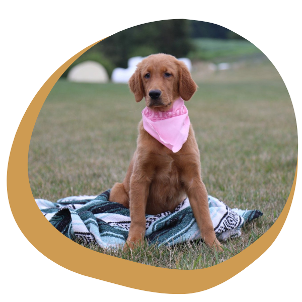 Red Retriever - Image 4.png