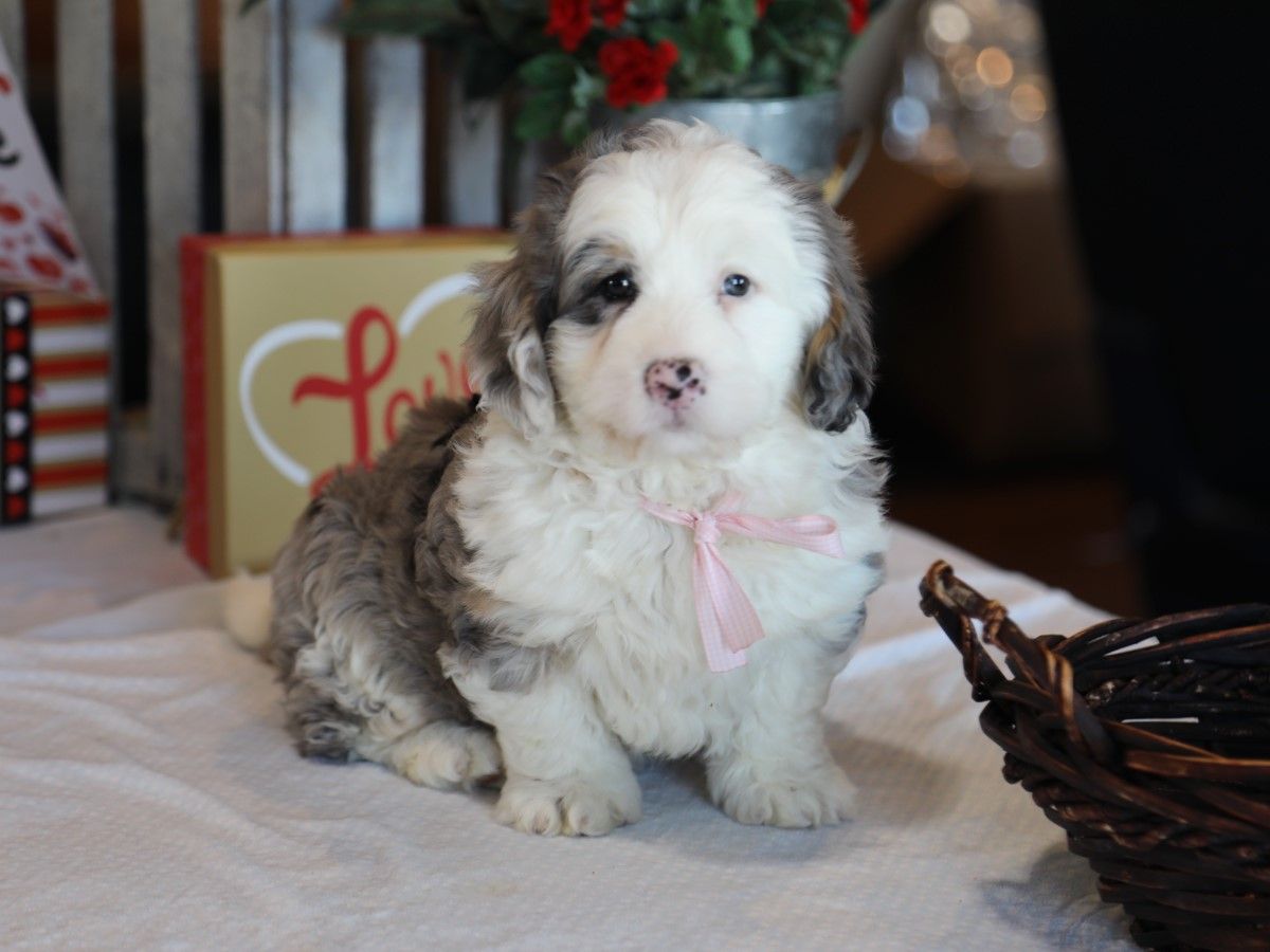 Cocoa - Click to meet