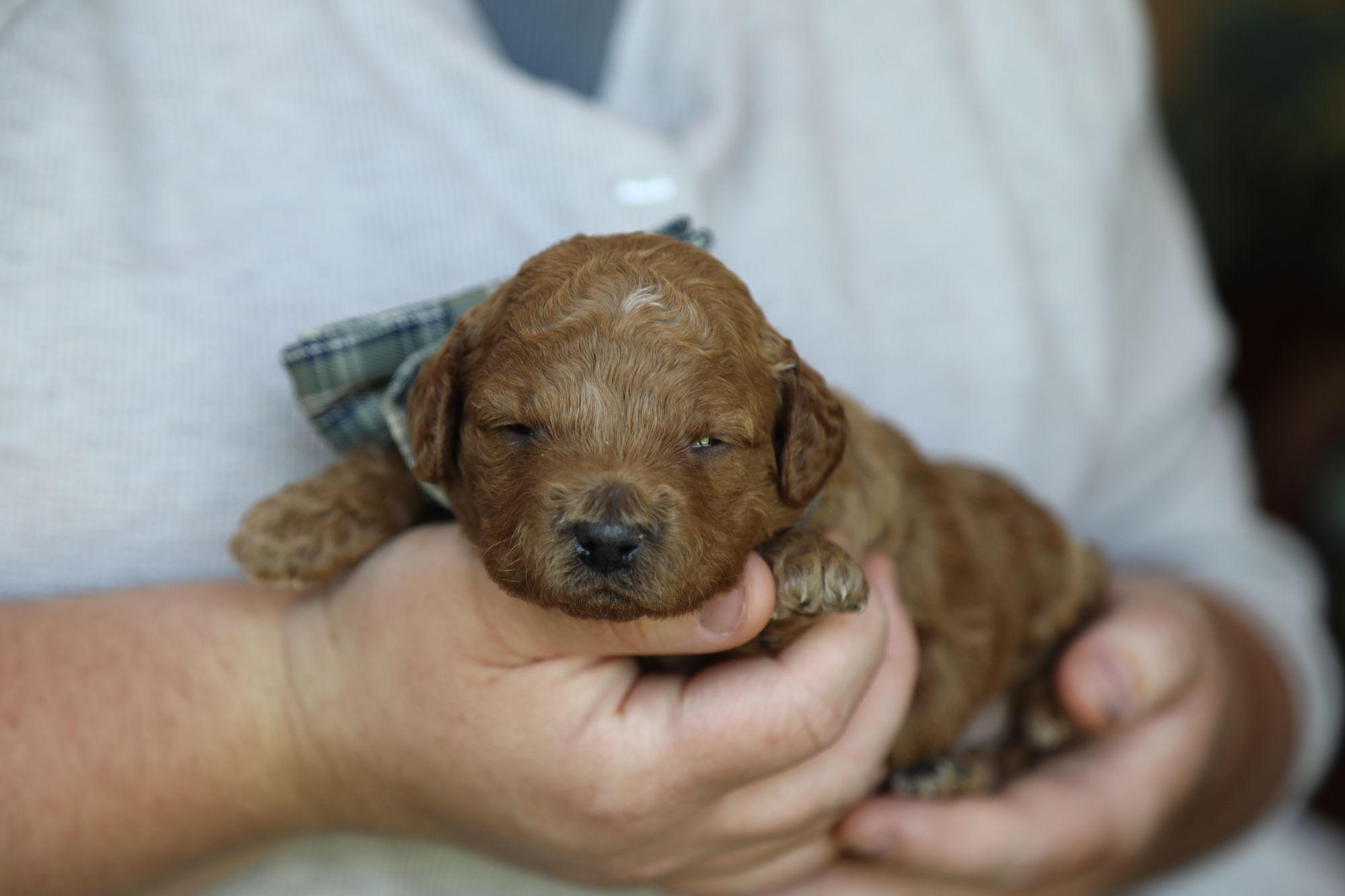 Hershey • click to meet