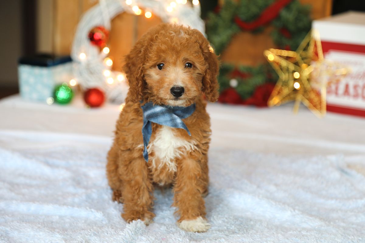 Finnegan (1).JPG