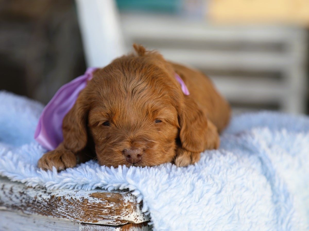 Willow • click to meet