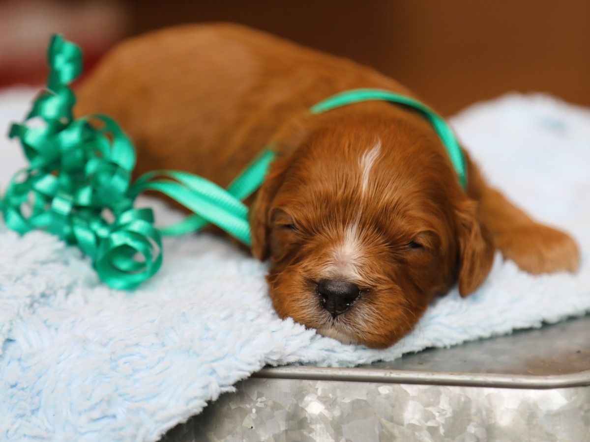 Reese • Click to meet