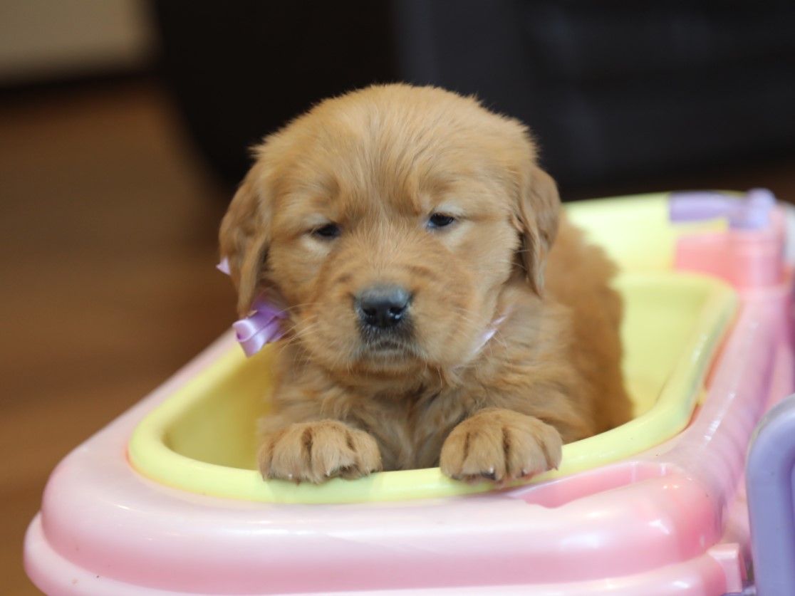  Lucia - Click to meet