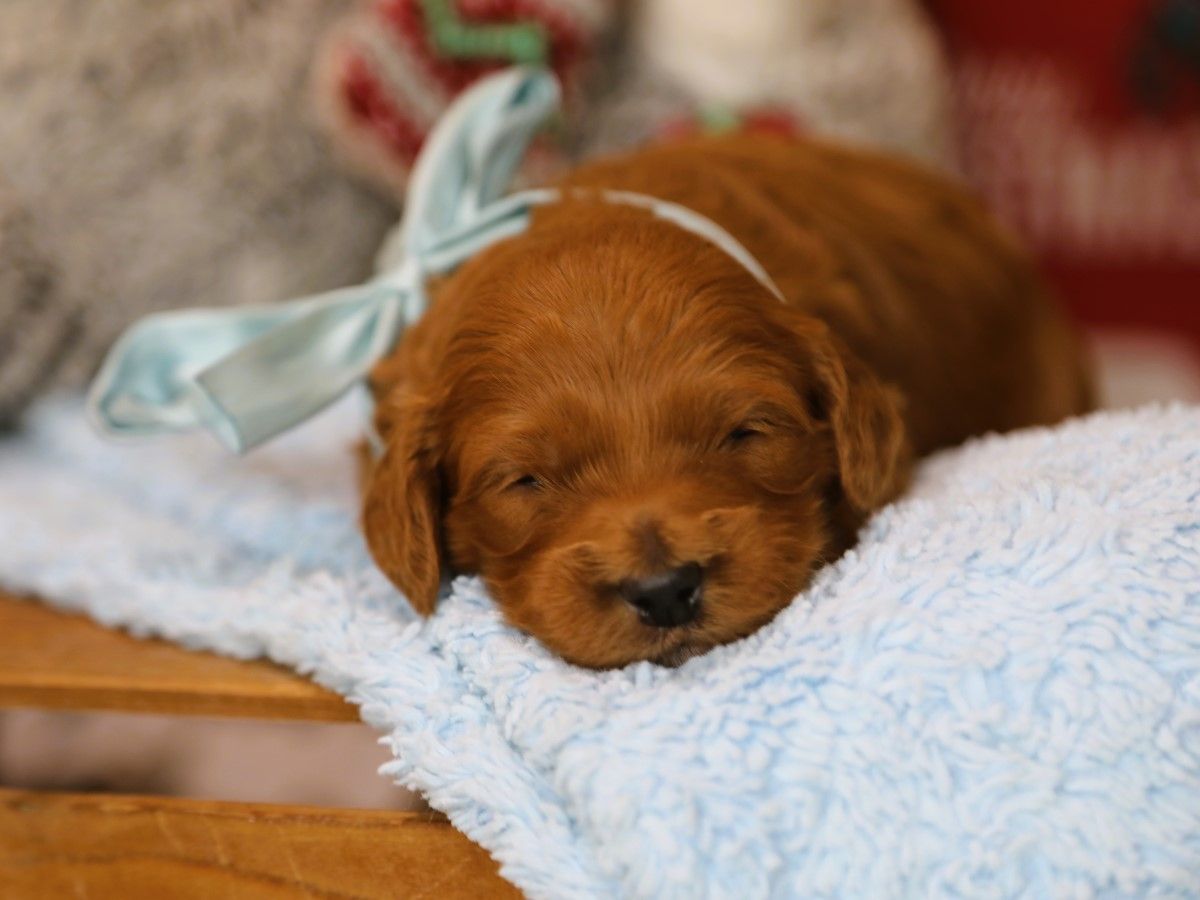 Nitro • click to meet