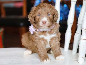 Nutmeg • click to meet