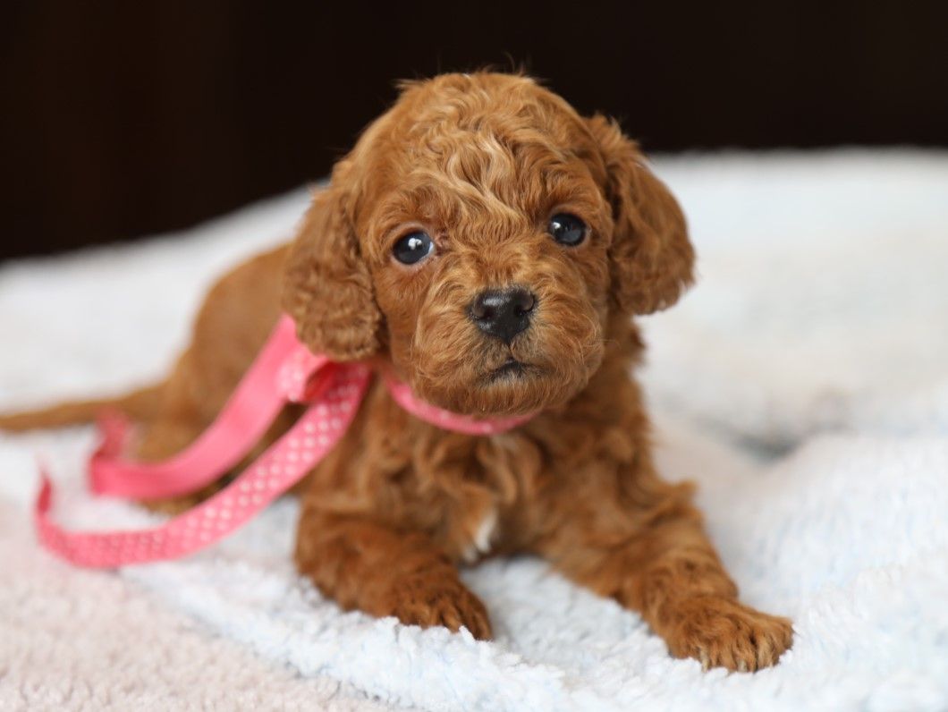 Sally - click to meet
