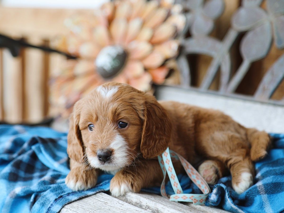 Teddy (4).JPG